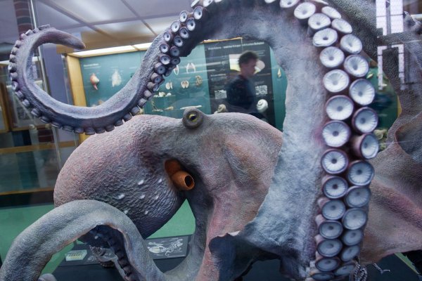 Кракен мониторинг ссылок kraken torion